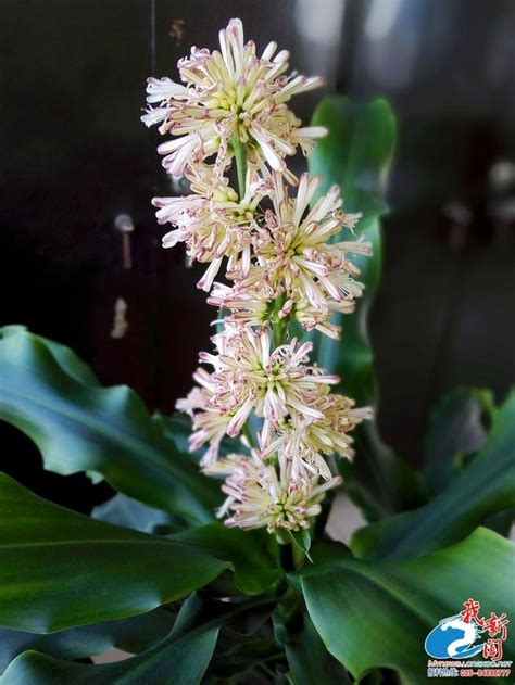 巴西鐵樹開花意思|巴西鐵樹花開香氣襲人